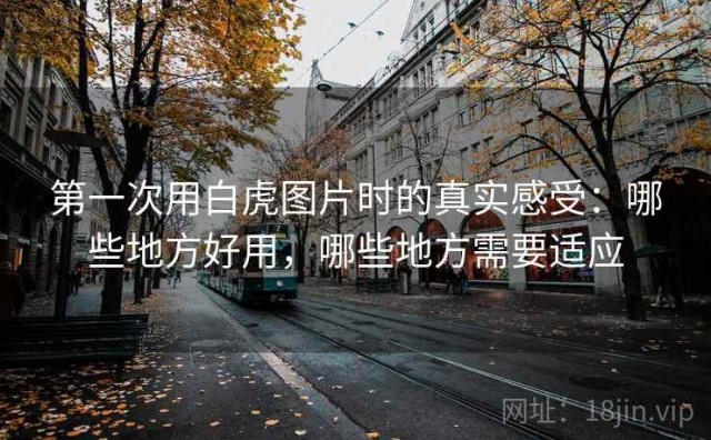 第一次用白虎图片时的真实感受：哪些地方好用，哪些地方需要适应